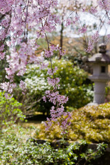 Fototapeta premium 京都天龍寺の春景色