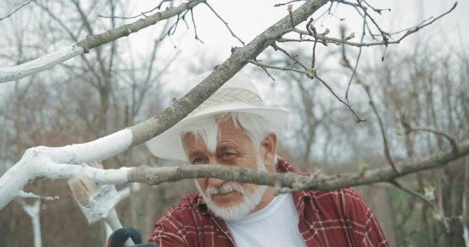 Front view of old man whitewashing trees in orchard. Male in panama hat and plaid shirt holding brush, looking, concentrated, serious. Concept of growing and taking care if trees.