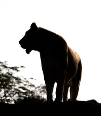 Fototapeta na wymiar silhouette of a lioness