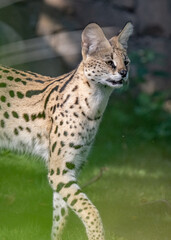 portrait of a serval