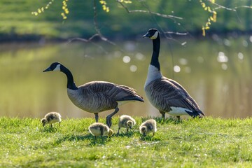 Selective focus shot of Canada geese with goslings