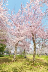 Flowering sakura trees in the park
