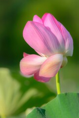 Selective focus shot of pink lotus