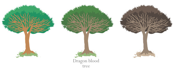 Dragon tree set for your design, vector illustration, isolated object	 - 592643613