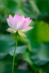 Obraz premium Selective focus shot of beautiful pink lotus