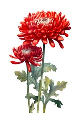 Red chrysanthemums isolated on white background. Watercolor illustration of a beautiful red flowers. Generative AI.