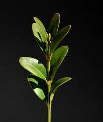 Boxwood, Buxus, sempervirens