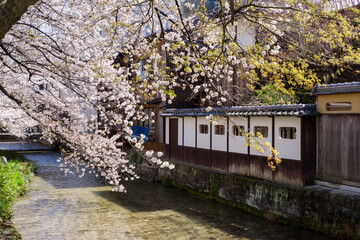 Fototapeta na wymiar 京都白河筋の春風景