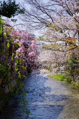 京都白河筋の春風景