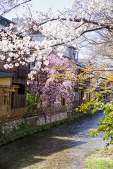 京都白河筋の春風景