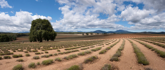 Bridestowe Lavender Estate in Nabowla, Tasmania, Australia is the largest commercial plantation of Lavandula angustifolia in the world. In this photo the lavender has been picked