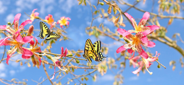 Machaon papilio butterflies and pink flowers of Ceiba speciosa tree on branches, abstract natural background. species of exotic deciduous tree native to tropical land. template for design