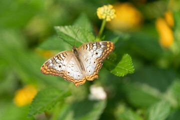 Closeup shot of a white peacock on the blurry background