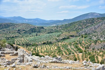 Fototapeta na wymiar Olive trees in Greece