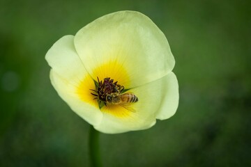 Closeup shot of a small honeybee on the yellow flower