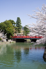 京都平安神宮の春景色