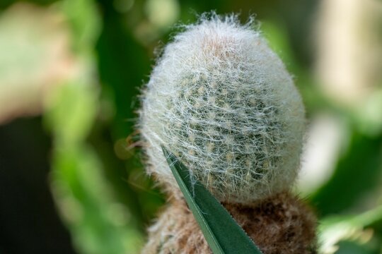 Closeup shot of an espostoa on the blurry background