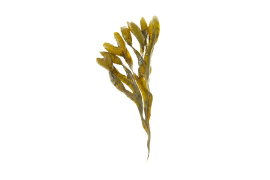 Fucus vesiculosus, rockweed, bladder wrack, black tang, sea grapes, bladder fucus, sea oak, cut weed, dyers fucus, red fucus 
or rock wrack brown seaweed isolated transparent png