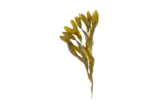 Fucus vesiculosus, rockweed, bladder wrack, black tang, sea grapes, bladder fucus, sea oak, cut weed, dyers fucus, red fucus 
or rock wrack brown seaweed isolated transparent png