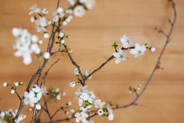 Crataegus commonly called hawthorn, thornapple on wooden background.