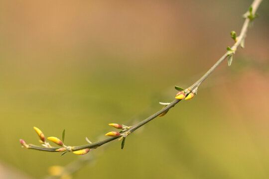 Cytisus Praecox Allgold shrub branch with little yellow buds in spring  isolated on blured background