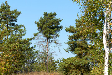 Forest landscape with tall pine and blue sky.