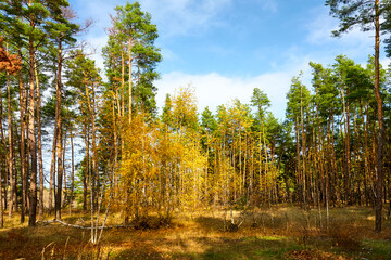 Autumn landscape, young birches in a pine forest on a sunny day.