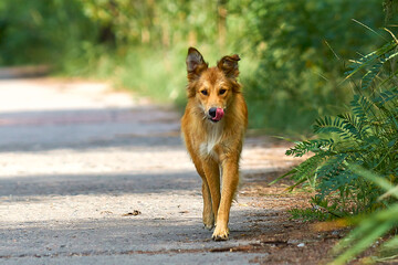 Red cheerful dog in the park for a walk.