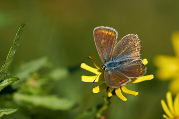 Beautiful butterfly on a yellow wild flower close-up.