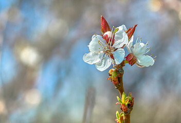 Spring flowers of a fruit tree close-up.