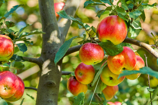 Ripe red-yellow apples on an apple tree branch, close-up.
