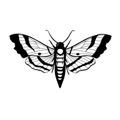 Moth vector graphic