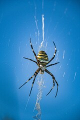Illustration of a wasp spider making a net sunlit clear sky background
