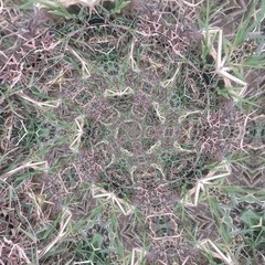 grass in winter
