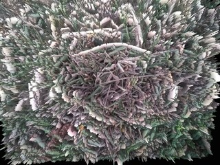 Close up of a tree