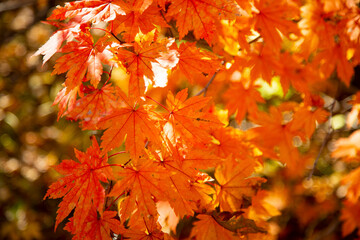 Maples with bright red leaves in autumn, Primorye, Russia