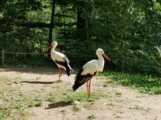 Obraz premium Zwei Weißstörche (Ciconia ciconia), Vögel