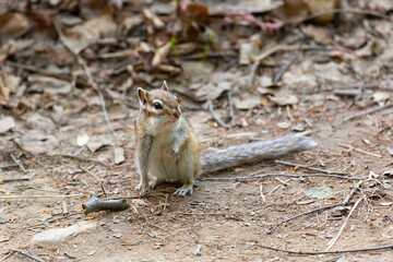 Chipmunk sits on a log. Summer
