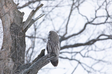 Great gray owl sitting on a tree branch