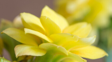 Fototapeta premium yellow kalanchoe bud