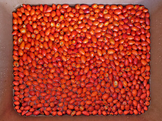 Hagebutten, viele Früchte, waschen, reinigen, putzen, vorbereiten, essen