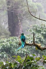 Quetzal perchado en árbol, Mirador Rey Tepepul Reserva Natural de Santiago Atitlán