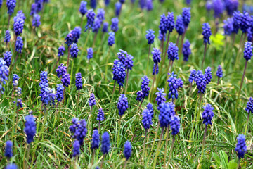 Muscari flowers, Muscari armeniacum, Grape Hyacinths spring flowers blooming in april and may. Muscari armeniacum plant with blue flowers