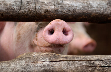 Nose of a curious pig in a stable behind bars close up  