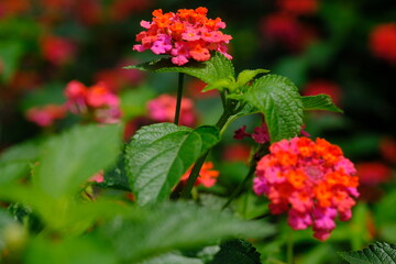 Lantana Viburnoides flowers are orange pink. This flower has many color variants and is spread in tropical regions of Southeast Asia and America. Macro photography. Lantana camara. 