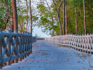 Concrete walkway along the coast of the mangrove forest