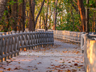 Concrete walkway along the coast of the mangrove forest