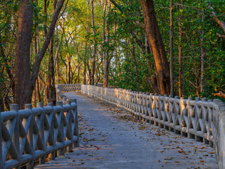 Concrete walkway along the coast of the mangrove forest