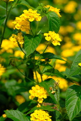 Closeup of yellow lantana flowers. Lantana Viburnoides yellow. This flower has many color variants and is spread in tropical regions of Southeast Asia and America. Macro photography. Lantana camara.