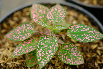 Hypoestes phyllostachya, the polka dot plant, is a species of flowering plant in the family...